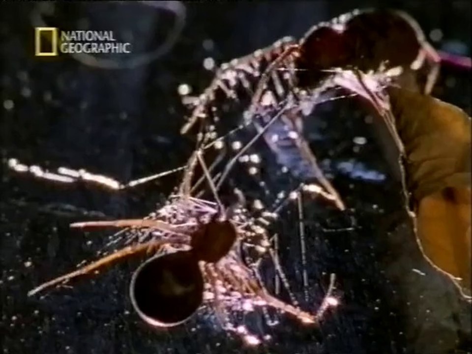 Spider projectile weapons (Spitting spiders, Tarantula)