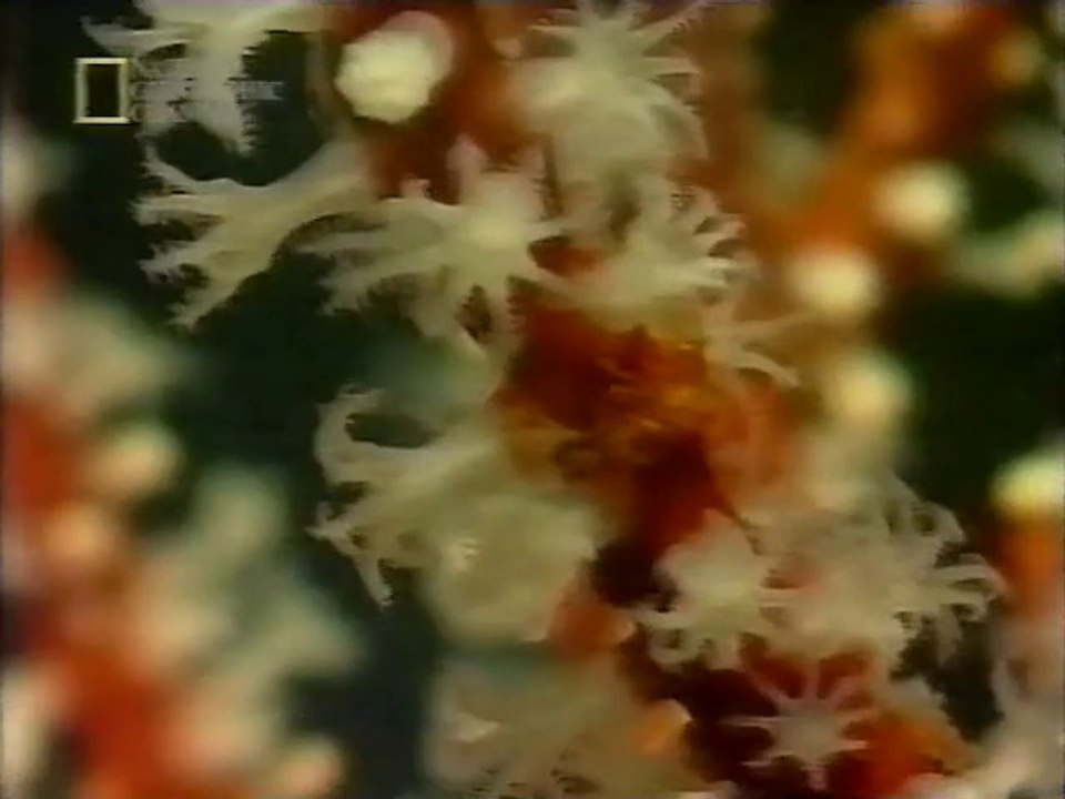 The Chemistry of War (toxins in nature) [National Geographic Adventures]