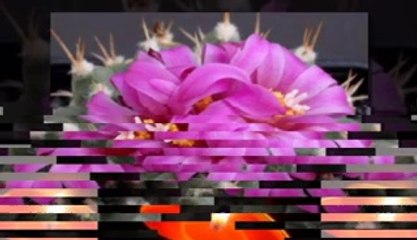 SÖZ İLEN GİDER..DURAK YİĞİT VİDEOSU