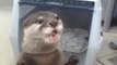 Otter Gets Juice from a Vending Machine