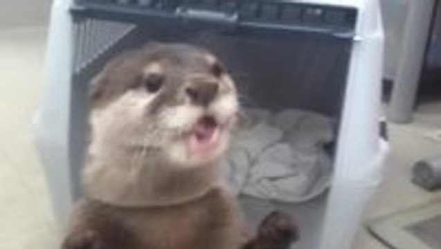 Otter Gets Juice from a Vending Machine