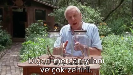 Sophisticated Serpents Snakes