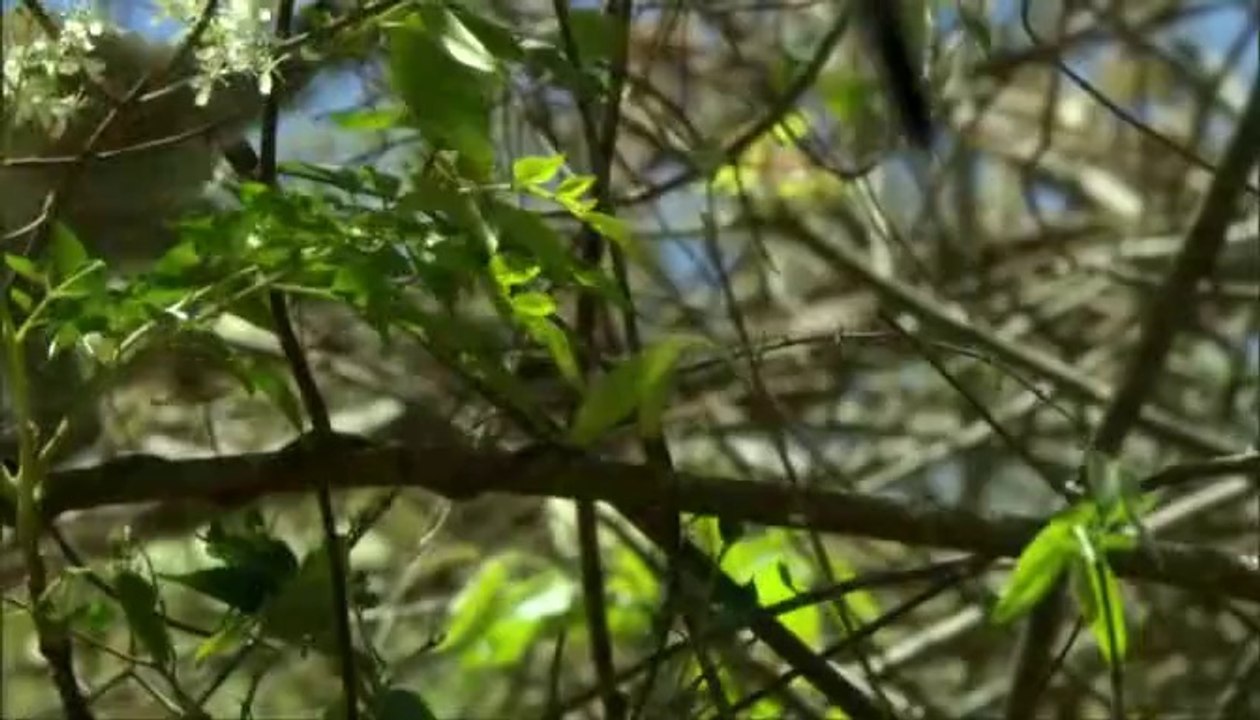 Madagaskar -  (3)