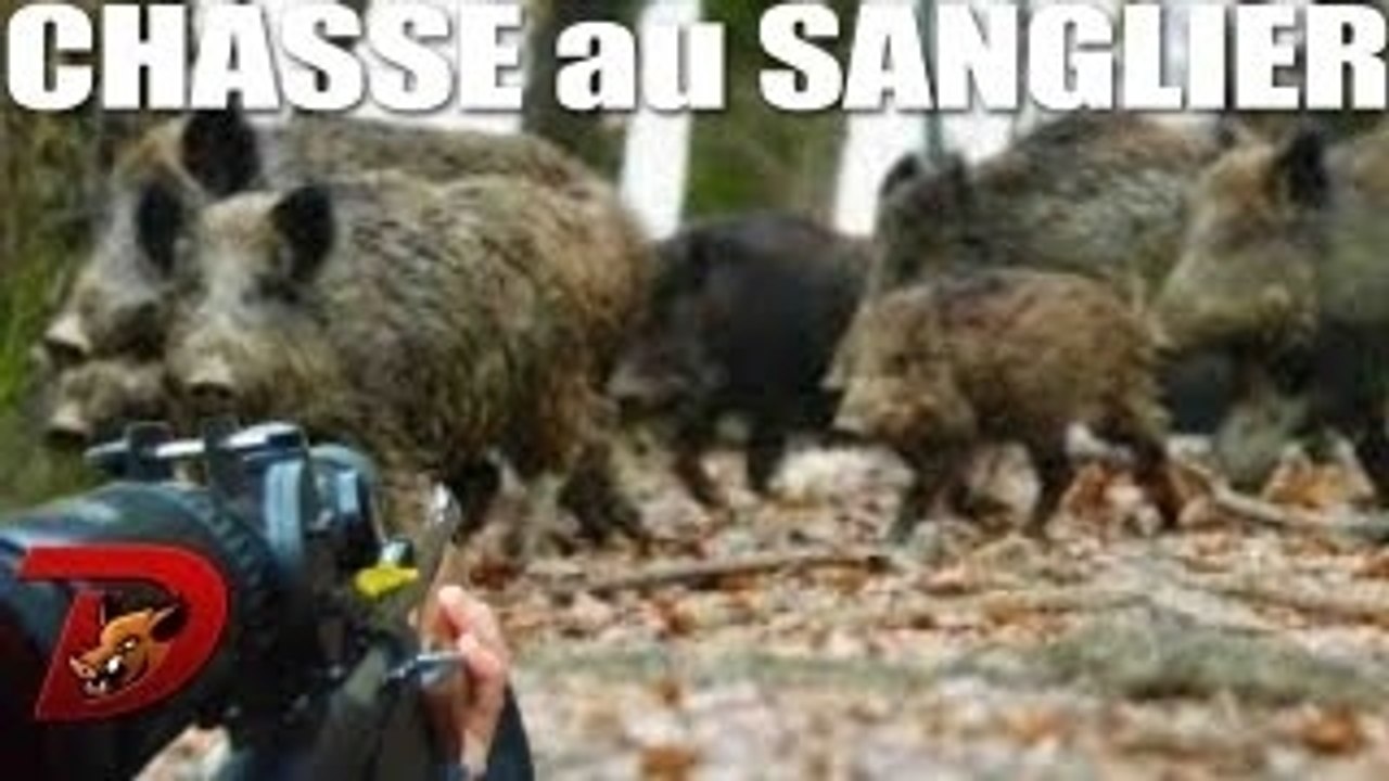 Attaque sangliers chasse à Chambouleurs !