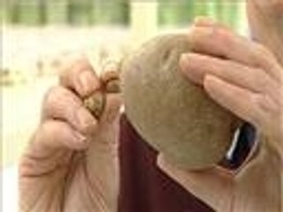 علماء بريطانيون يستحدثون بطاطا معدلة وراثيا تقاوم الفطريات