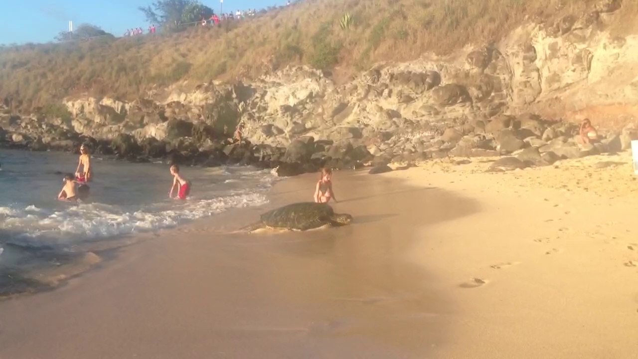 turtles