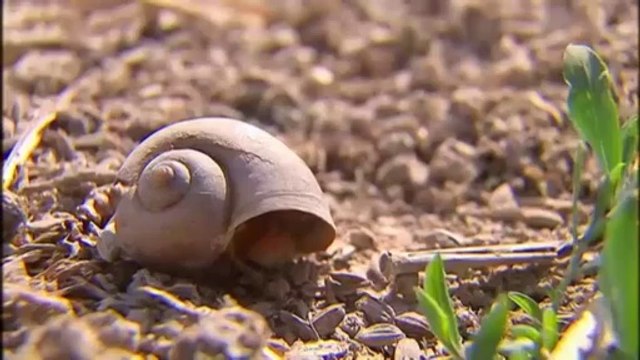 TV3 - Telenotícies vespre - Arrossars i cargol poma