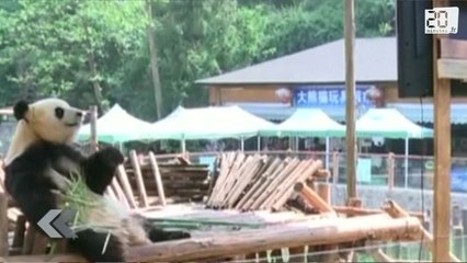 Un panda dépressif qui regarde la télé en Chine