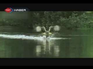 Balık Kartalının Muhteşem Balık Avı