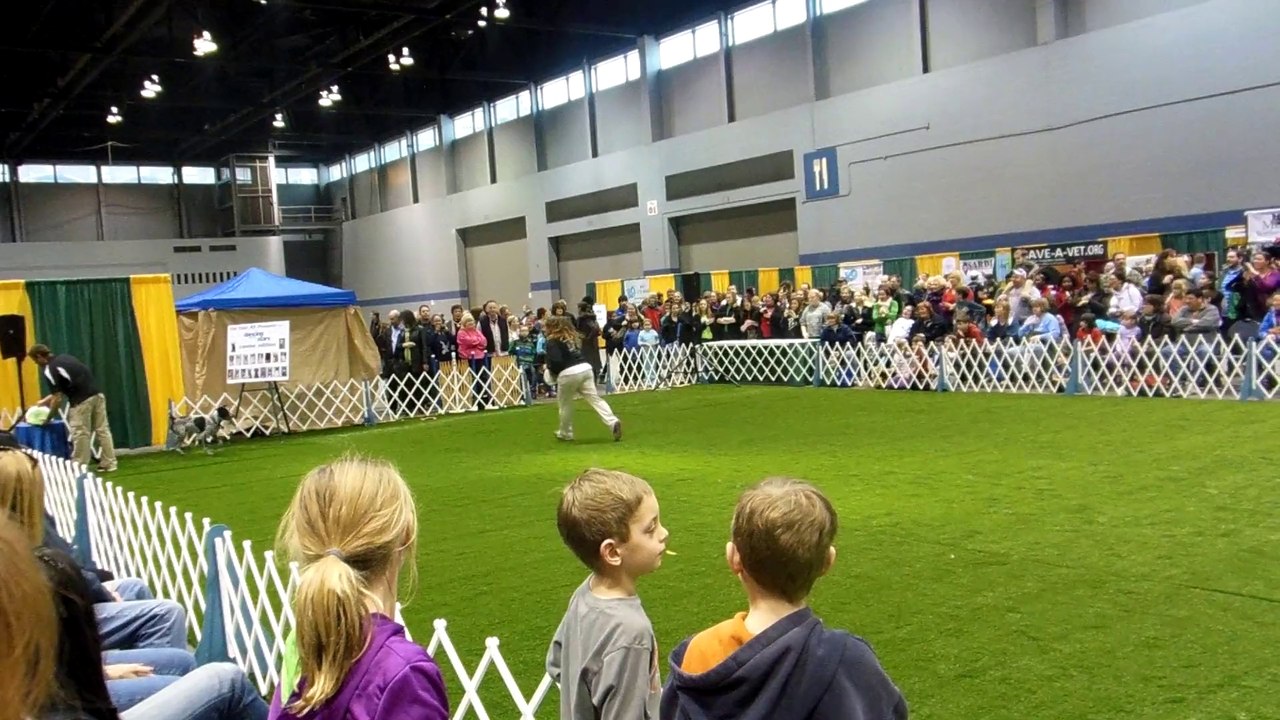 Dog show tricks