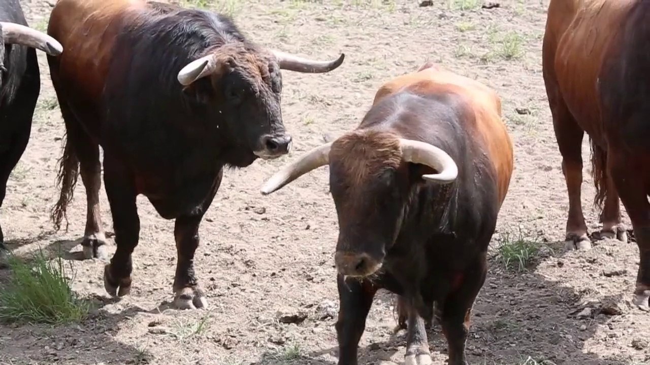 Extrait - 18:18 : à Arles, les taureaux vont entrer dans l'arène