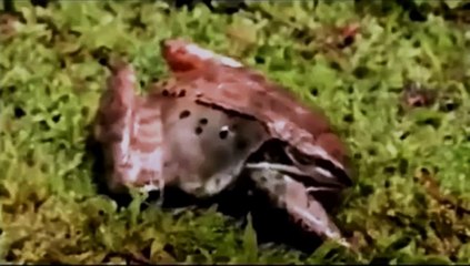 Kışın Donup Yazın Dirilen Kurbağa | Yaşamın Mucizesi