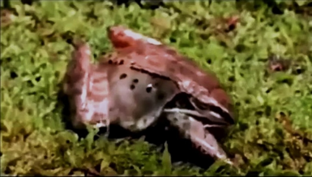 Kışın Donup Yazın Dirilen Kurbağa | Yaşamın Mucizesi