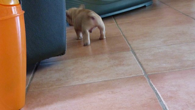 Elevage de La Vallée Dioise