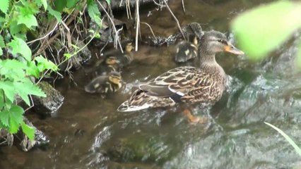 Familia de patos salvajes aprendiendo a nadar en el río de Candás