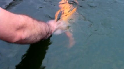 Kendini Sevdiren Balık