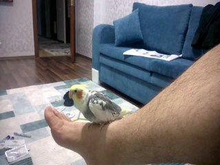 Ateş ve Mehter Marşı