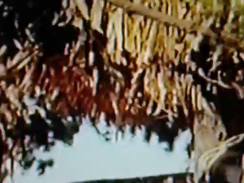 Extrait du film Los Pascoleros tarahumaras 85