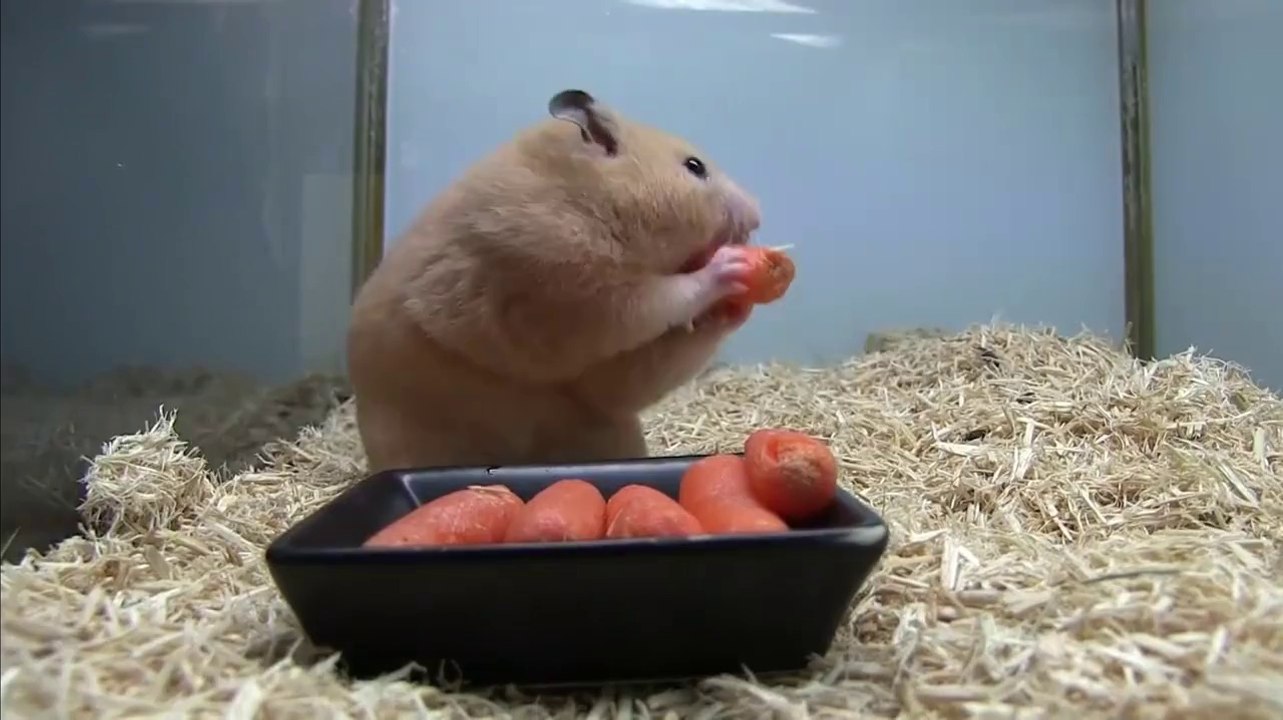 Yemek Yiyen Hamster
