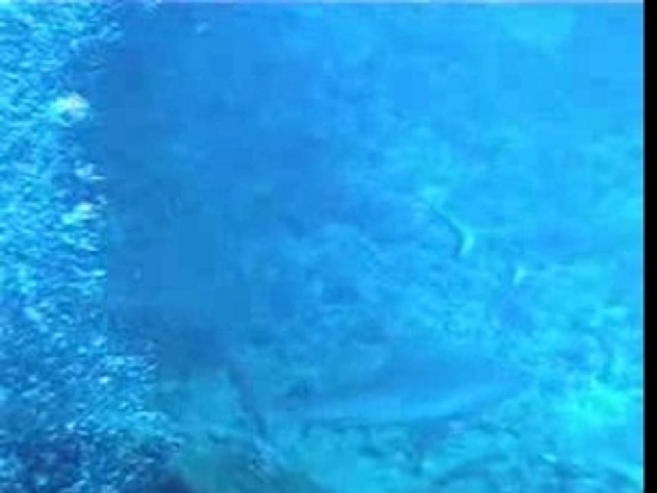 Fosse aux requins - Ile Maurice