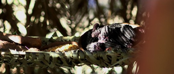 The Green Inferno - Teaser Trailer [VO|HD1080p]