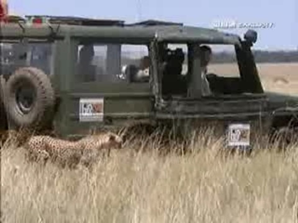 Tagebuch.der.raubkatzen