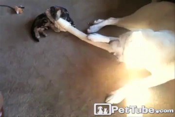 Easter Brings Dog and Cat Love