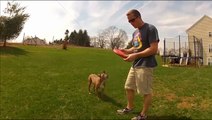 Review of Kong Flyer Frisbee for Dogs