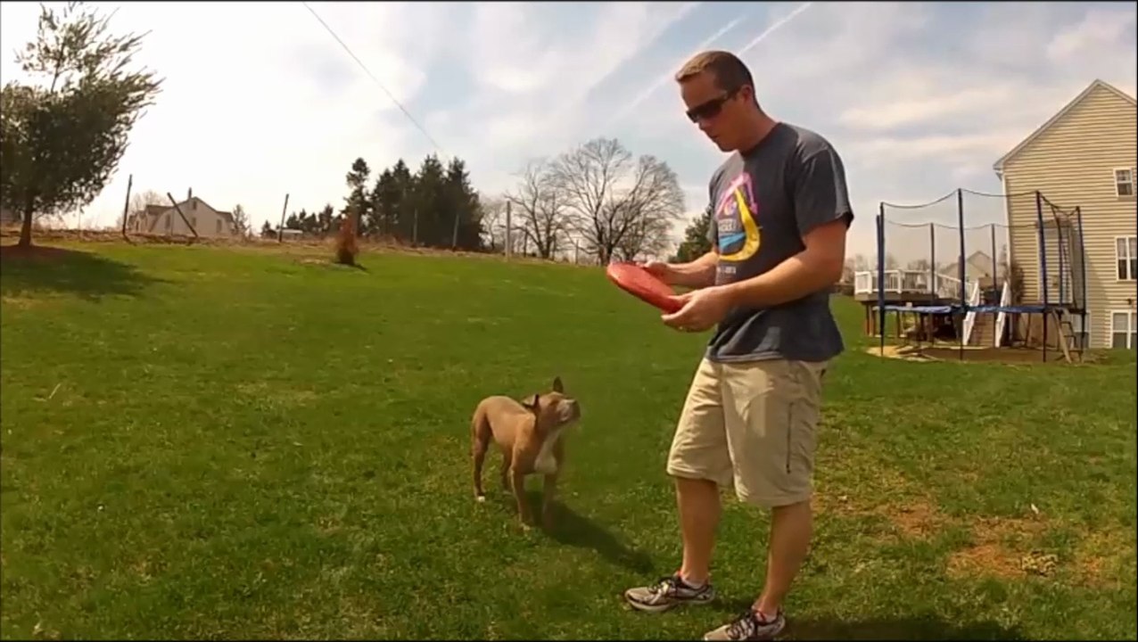 Review of Kong Flyer Frisbee for Dogs