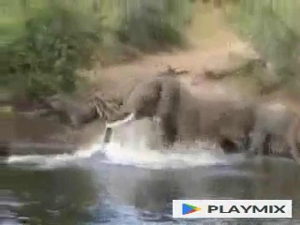 Crocodile Attacks Elephant