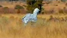 both idiots zebra