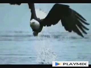 Eagle Fishing in Slow Motion