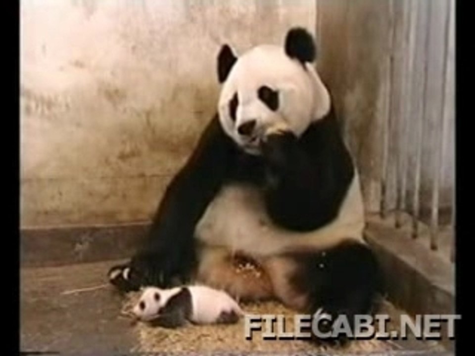 Pandatchoum