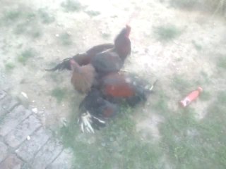 aseel murgha fight 0324 5198300 naeem