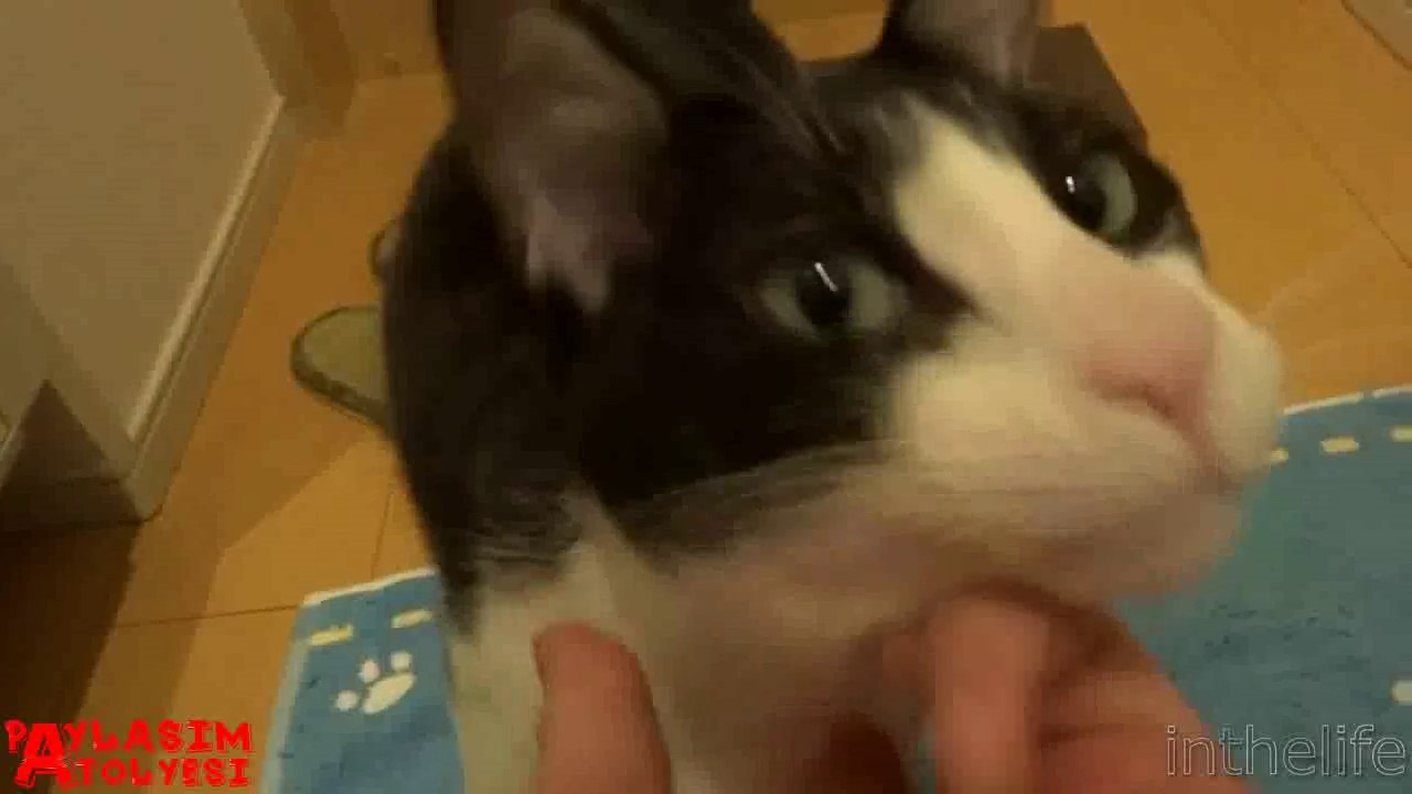 3 gün evde yalnız kaldıktan sonra sahibini gören kedi
