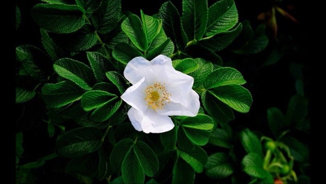 metin kalaman : benzemez kimse sana