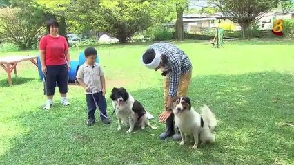 6 year old taught to use choke chain on dog in Singapore