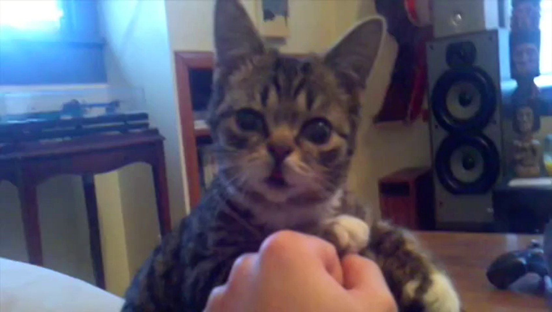 Craquant Le Bebe Chat Le Plus Mignon Du Monde C Est Lui Video Dailymotion