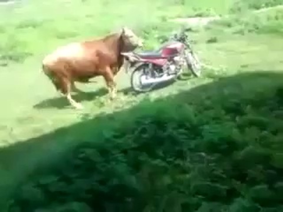 Napalony Byk