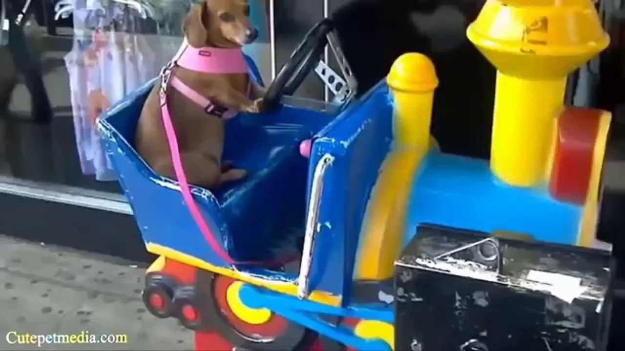 Animaux Compile