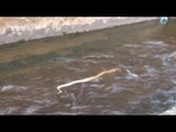 Nocera (SA) - Un pitone decapitato nel torrente Cavaiola (17.04.14)