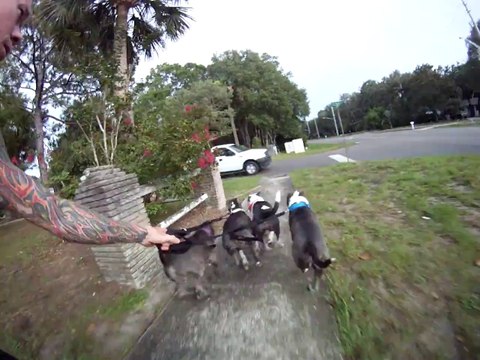 Rider en Skateboard tiré par 5 Pitbulls! Violent...