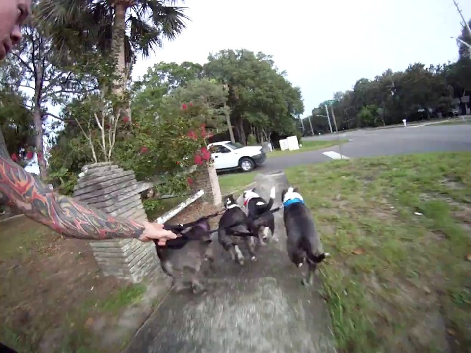 Rider en Skateboard tiré par 5 Pitbulls! Violent...
