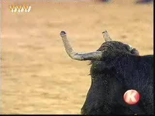 Bull Humiliates Idiot