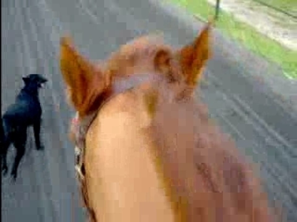 Kool piste au galop