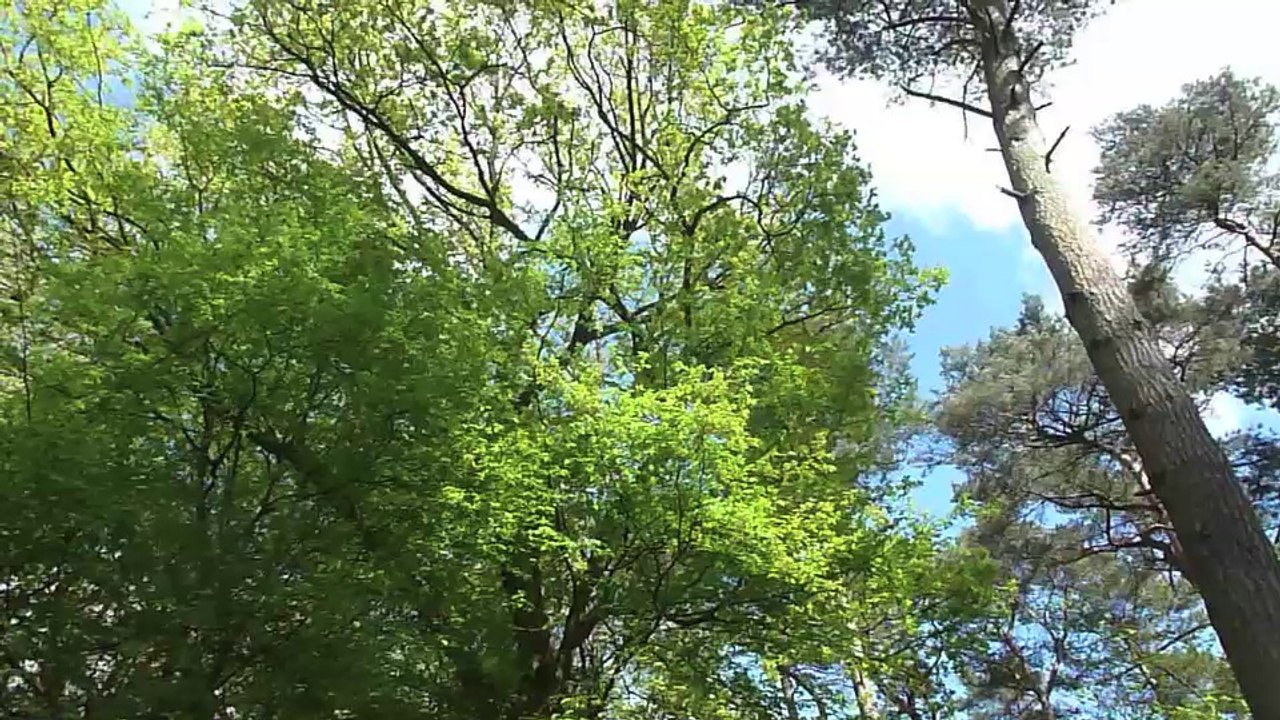 Partez chercher l'oiseau rare