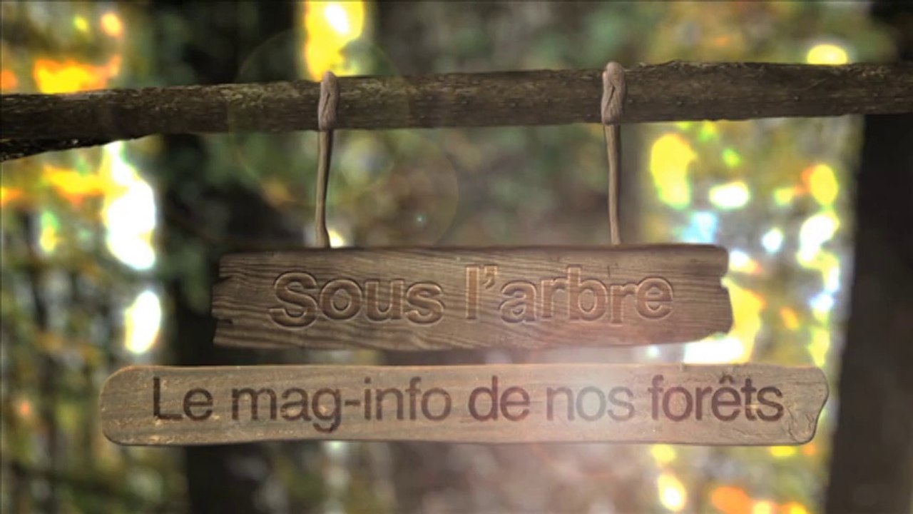 Sous l'arbre 02. Le mag-info de nos forêts.