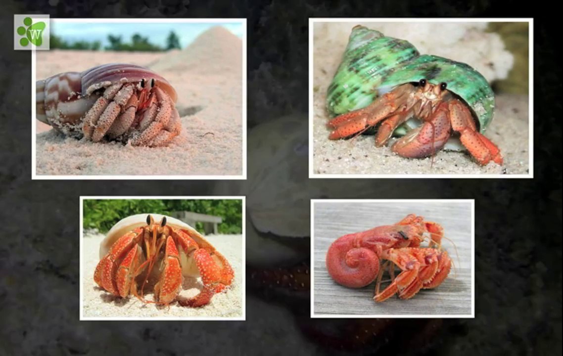 Hermit Crab - The Shell Changers
