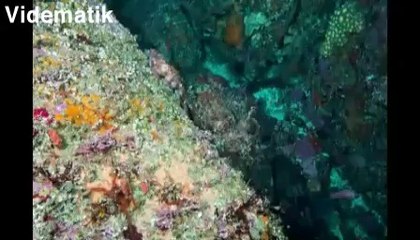 Dalgıçın fotoğraf makinesini çalan ahtapot