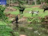 Watch this monkey herd an Indian farmer's goats